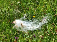 Wollgras im Wind. (Bild: Toni Sieber)