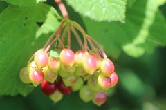 "Vogelbeeren" am Reifen, am Waldrand der Bogeten. (Bild: Josef Habermacher, Rickenbach)