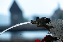 Auch die Wespen leiden unter dem trockenen Sommer. So kommt ein kühler Schluck aus dem Zeughausbrunnen gerade gelegen. (Bild: Walter Huwiler)
