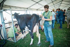 Brian Dähler aus St.Gallen besprüht eine Kuh der Rasse Holstein mit einem Spray, damit sie schön glänzt.(Bild: Ralph Ribi)