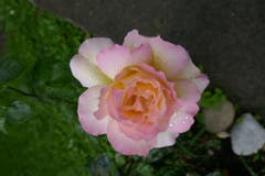 Rose im Garten, am Morgen mit Tau benetzt. (Bild: Josef Habermacher)