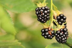 Leckere und gesunde Brombeeren aus unserem Garten sind immer wieder ein willkommenes Dessert. (Bild: Xaver Husmann)
