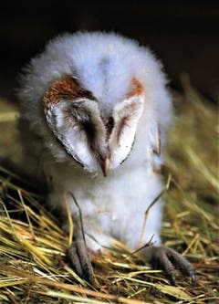 Geduldig wartet die junge Schleiereule bis sie zum Beringen an der Reihe ist. 6 junge Schleiereulen wurden gewogen, vermessen und beringt. Alle sind wohlauf, wie Fränzi Korner von der Vogelwarte zufrieden sagt. (Bild: André Egli)