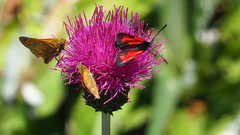 Gipfeltreffen der Schmetterlinge. Bild: Franz Stalder