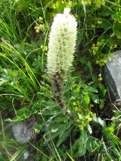 Diese Straussblütige Glockenblume entdeckten wir auf der Wanderung vom Oberalp Richtung Maighelshütte. (Bild: Margrith Gerig)