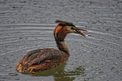Frischer Fang am Bodensee. (Bild: Toni Sieber)