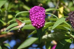 Ein Taubenschwänzchen an einer Blüte. (Bild: Roman Büeler)