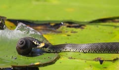 Beschreibung:Wasserschnecken sind wohl für diese Ringelnatter eine wahre Delikatesse. Dieser Genuss muss jedoch reichlich verdient sein. Auch nach einer Stunde hatte sie den Kopf immer noch im Schneckengehäuse. (Bild: André Egli (Naturlehrgebiet Buchwald in Ettiswil, 17. Juli 2018))