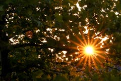 Morgenstimmung - aufgenommen in Meggen. (Bild: Stefan Kunz, 17. Juli 2018)