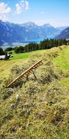 Ökoheuen mit herkömmlichem Gerät. Blick auf den Urnersee. (Bild: Ruedi Arnold; Haldi, ob Schattdorf; 16. Juli 2018)