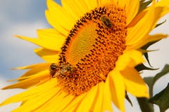 Sonnenblumen sind wertvoll für die Bienen. (Bild: Irene Wanner, Melchnau, 17. Juli 2018)