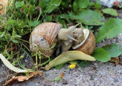 Liebevolle Begegnung zweier Weinbergschnecken in meinem Garten in Zug (Bild: Gabriel Jenny)