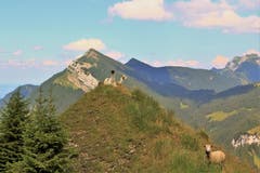 Lamas bei der Arbeit: Zwei Lamas bewachen eine weidende Schafherde auf dem Schimbrig. (Bild: Paul von Allmen, Schimbrig, 16. Juli 2018)