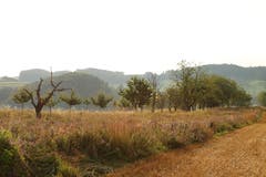 Sommerwiese in Melchnau. (Bild: Irene Wanner, 17. Juli 2018)