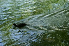 Auf Tauchgang im Sempachersee. (Bild: Josef Habermacher, Sursee, 16. Juli 2018)