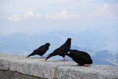Die Bergdohlen auf dem Pilatus geniessen die fantastische Landschaft. (Bild: Bruno Ringgenberg)