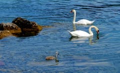 Kleine Schwanenfamilie in Buochs unterwegs. (Bild: Sepp Bernasconi, Buochs, 17. Juli 2018)