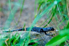 Alpensalamander. (Bild: Marianne Schmid)