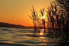 Idylle am Sempachersee. (Bild: Irene Wanner, Sempach, 16. Juli 2018)