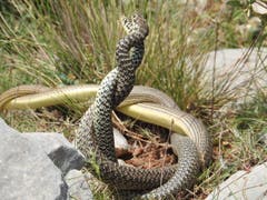 Nach einem kurzen Schock hat die Freude überwogen. Dieses Schlangenpaar (Nattern) haben wir auf der Wanderung in Kreta auf dem Karfi in der Lassithi Ebene in Griechenland entdeckt. Bild: Beat Borner)