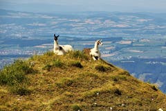Lamas bei der Arbeit: Zwei Lamas bewachen eine weidende Schafherde auf dem Schimbrig. (Bild: Paul von Allmen, Schimbrig, 16. Juli 2018)