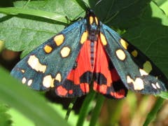 Schönbär Schmetterling beim Sonnetanken. (Bild: Peter Imboden, Stanserhorn, 16. Juni 2018)