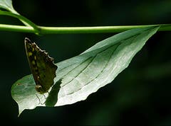Der Schmetterling "Waldbrettspiel" sonnt sich im Dunkeln. (Bild: Josef Lustenberger, Wolhusen, 16. Juli 2018)