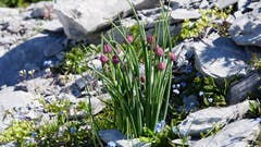So kräftig gewachsen und sehr aromatisch ist der wilde Schnittlauch in der Bergen. (Kurt Hägi, Jochpass, 17. Juli 2018)