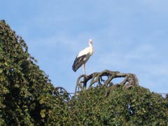 Ein Storch geniesst die Aussicht in Egnach. (Bild: Silvia Stathakis)