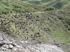 1'100 sollten es sein, wenn der Hirt diese Schäfchen jeden Abend zählt, kann er ganz sicher gut schlafen, fotografiert in Unteralptal in Andermatt (Bild: Gustav Tresch)