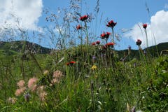 Ein bunter Strauss aus der Mäuseperspektive auf Alp Panüöl. (Bild: Franz Häusler)