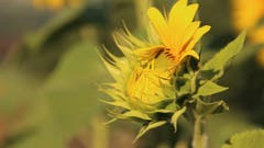 Sonnenblumenfeld (Bild: Irene Wanner (Triengen, 18. Juli 2018))