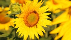 Sonnenblumenfeld (Bild: Irene Wanner (Triengen, 18. Juli 2018))