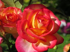 Schöne Edelrose Leo Ferre (Bild: Regina Sapin (Rotkreuz, 18. Juli 2018))