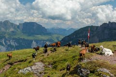 An einem soooo schönen Ort gibt es nichts zu meckern. Ziegen bei der Spitzmeilenhütte. (Bild: Franz Häusler)