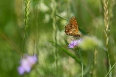 Schmetterling in der Buntbrache beim Obholz. (Bild: Gillas Willi)