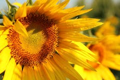 Sonnenblumenfeld (Bild: Irene Wanner (Triengen, 18. Juli 2018))