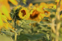 Sonnenblumenfeld (Bild: Irene Wanner (Triengen, 18. Juli 2018))