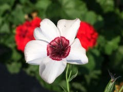 Gartenschönheit in Montlingen. (Bild: Toni Sieber)