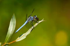 Plattbauchlibelle mit Beute. (Bild: Marianne Schmid)