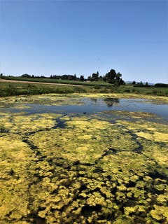 "Leben und leben und gedeihen lassen" ! Wenn das nicht ein wunderschönes Naturparadies ist ! Fotografiert am unberührten Bibersee im Kanton Zug. (Bild: Margrith Imhof-Röthlin)