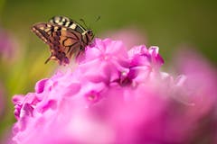 Auf einer rosa Wolke sitzend. (Bild: Priska Ziswiler-Heller)
