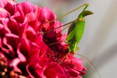 Kopfstand am Morgen vertreibt Kummer und Sorgen.Sägeschwanzheuschrecke auf den Dahlien im Garten. (Bild: Roland Hof)