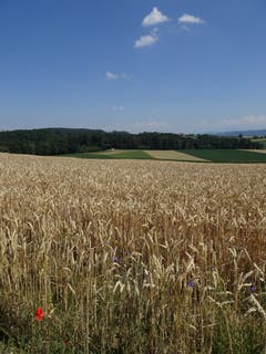 Kornfeld mit Mohn und Kornblumen oberhalb Hochwacht, Klingenzell/Mammern(Bild: Hubert Koch)