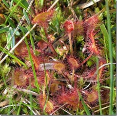 Wohl nur noch kurze Zeit kann man auf der Krienseregg diesen schönen rundblätterigen Sonnentau Drosera rotundifolia bewundern, denn dieser Blume könnte momentan etwas Regen gut tun. (Bild: Adolf Moser)