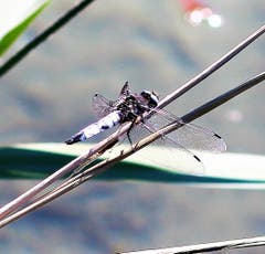 Libelle am Aabach, Richensee. (Bild: Josef Habermacher)