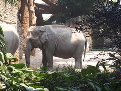 Elefant im Zoo Zürich. (Bild: Heinrich Inderbitzin)
