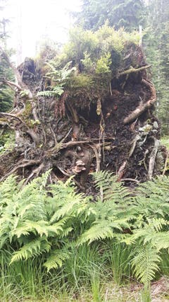 Wandbild in der Natur. (Bild: Hanny Wirz)