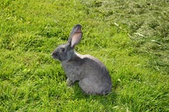 Dieses Kaninchen, noch ohne Namen, gehörte zu den Statisten. (Bild: Beat Lanzendorfer)