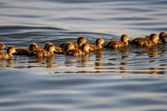 Ein gutes Jahr für Entenbabys! (Bild: Toni Sieber)